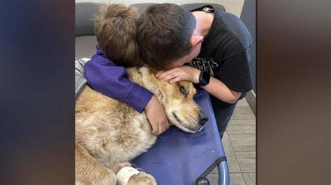 xxx dog shot|Therapy dog meant to help children with father's death shot and .